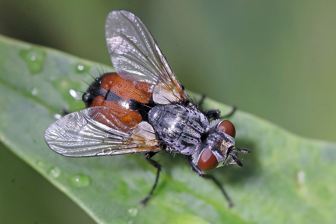 Tachinidae da id